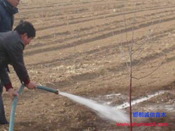 剛栽的果樹苗澆水
