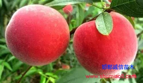 什么樣的桃苗是優質桃苗？桃子種類日漸多樣化，咱們種哪個？