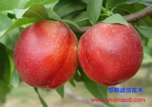 什么樣的桃苗是優質桃苗？桃子種類日漸多樣化，咱們種哪個？