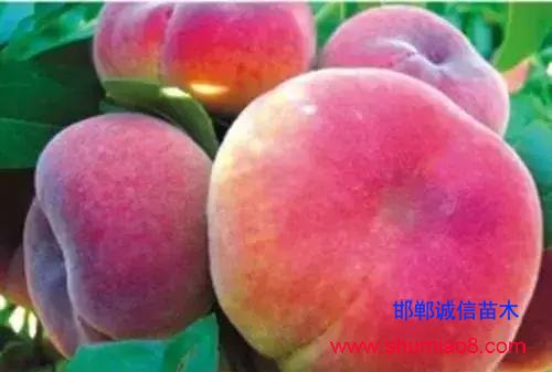 什么樣的桃苗是優質桃苗？桃子種類日漸多樣化，咱們種哪個？