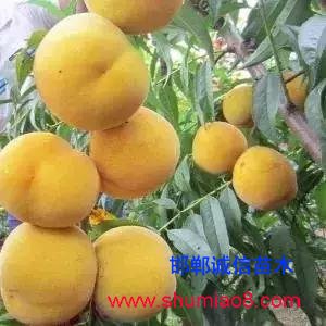 什么樣的桃苗是優質桃苗？桃子種類日漸多樣化，咱們種哪個？