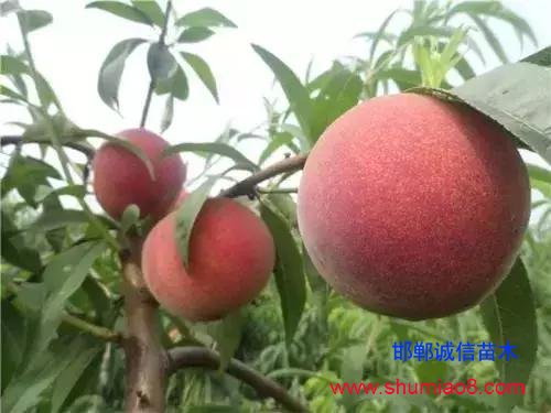 什么樣的桃苗是優質桃苗？桃子種類日漸多樣化，咱們種哪個？