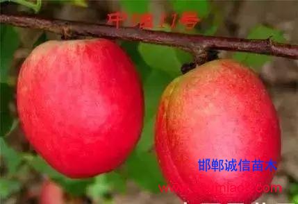 什么樣的桃苗是優質桃苗？桃子種類日漸多樣化，咱們種哪個？