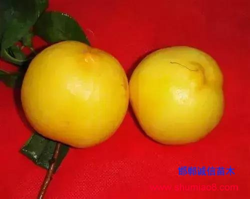什么樣的桃苗是優質桃苗？桃子種類日漸多樣化，咱們種哪個？