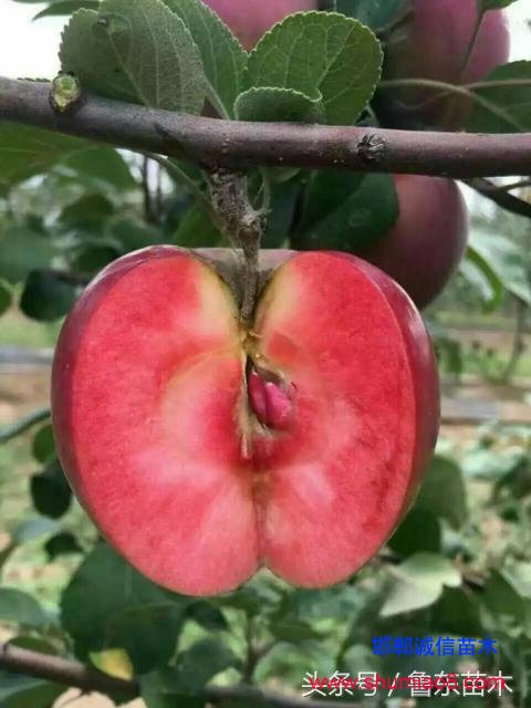 怎么區分紅肉蘋果苗真偽？小編教你絕技！