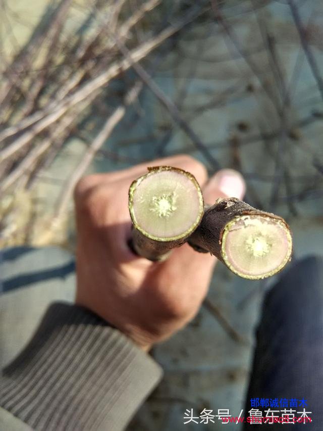 怎么區分紅肉蘋果苗真偽？小編教你絕技！