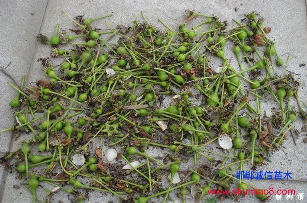 梨樹如何進行疏花疏果？