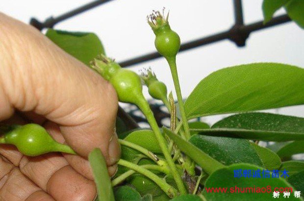 梨樹如何進行疏花疏果？