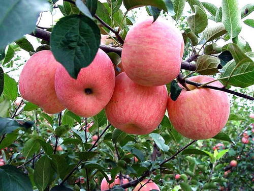 邯鄲蘋(píng)果苗批發(fā)
