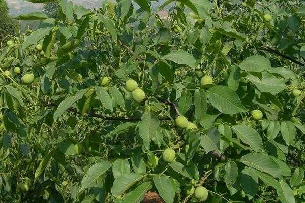 五畝核桃一年收入多少，附核桃種植條件（適宜的地區(qū)）